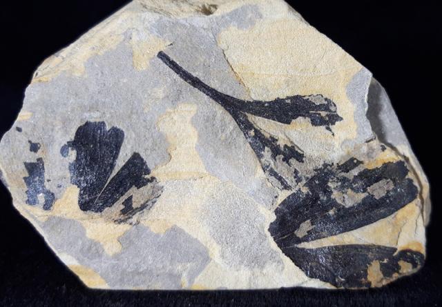 Ginkgo huttoni (STERNBERG in HEER 1876) - Bild &copy; FossNet FossilienStore